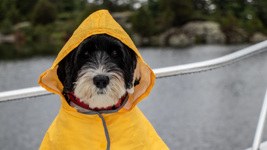 Seasonal Grooming Tips: Adapting Care for Changing Weather