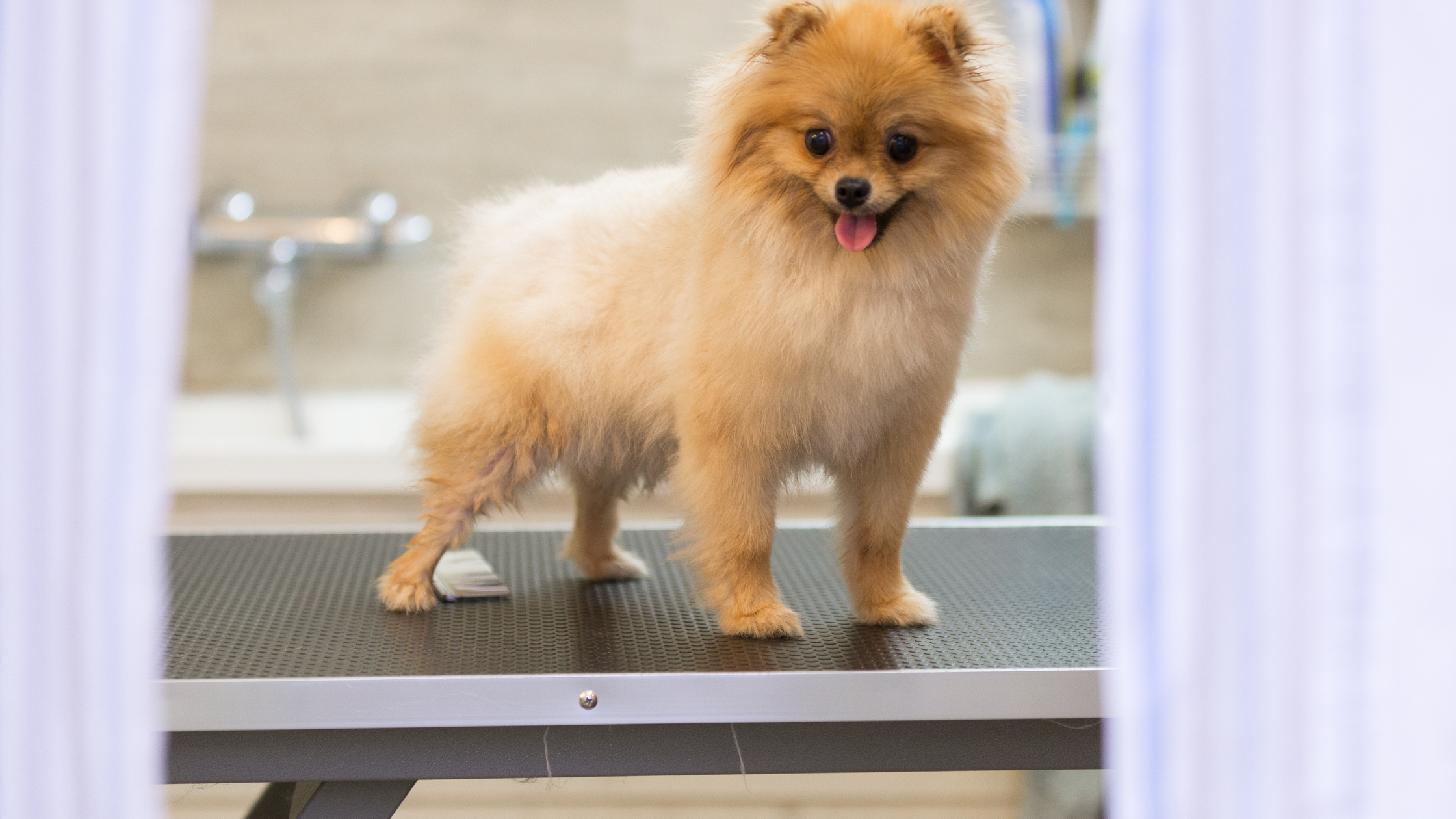 Best dog outlet grooming tables