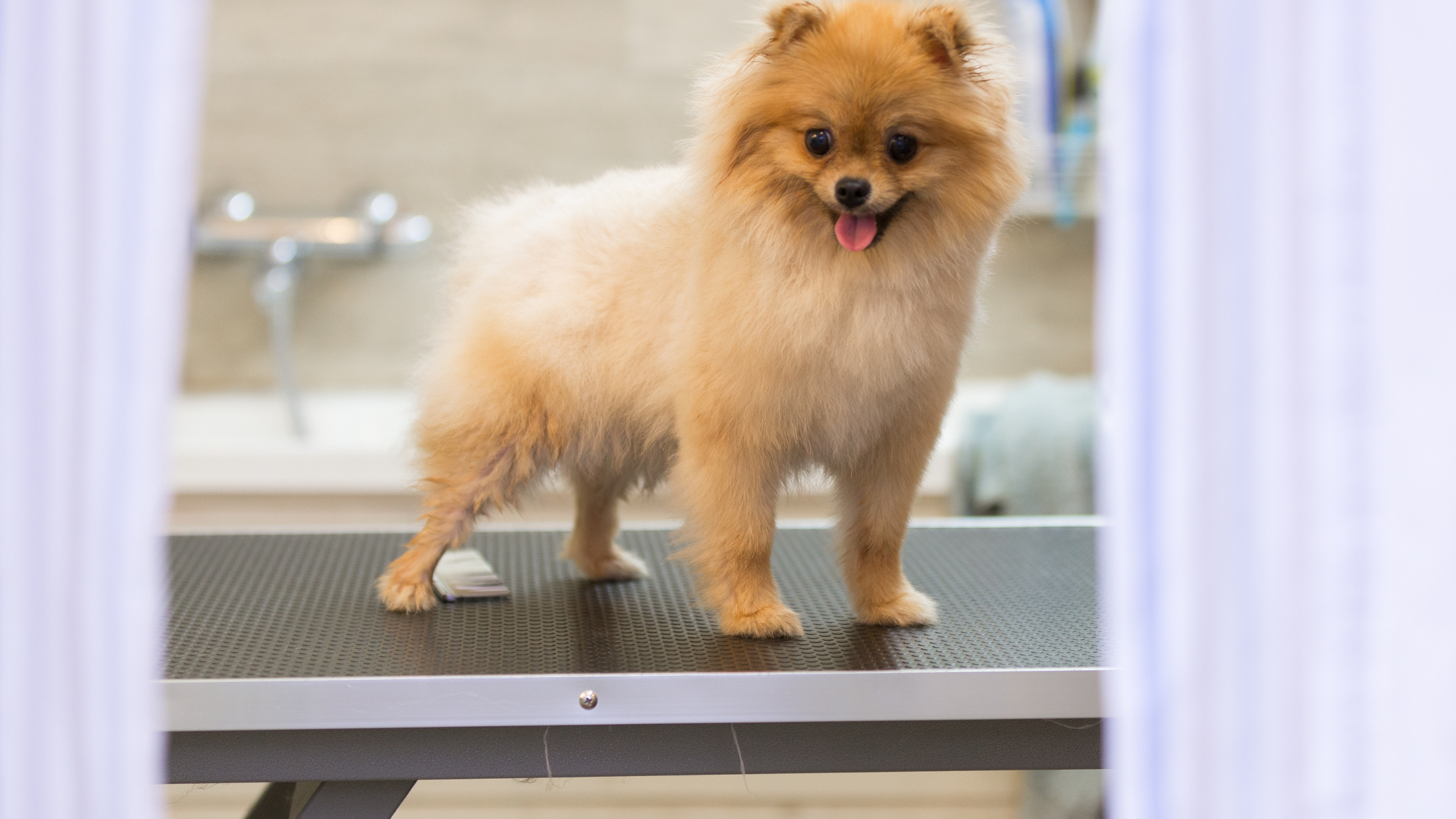 Best Pet Grooming Tables for Your Business in 2023: Elevating Pet Grooming Standards