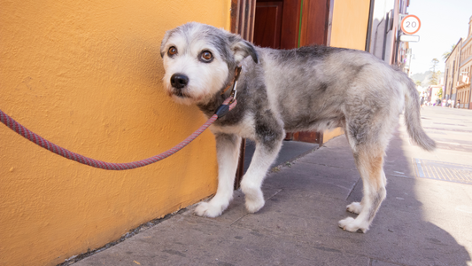 Grooming Tips for Nervous or Anxious Pets
