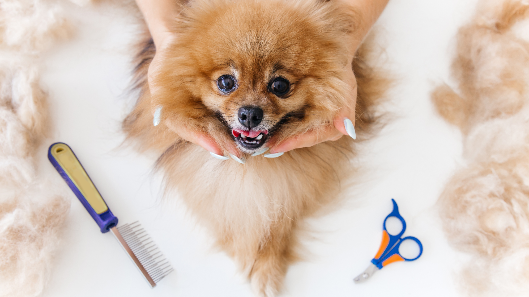 Top 10 Dog Grooming Tools Every Pet Owner Should Invest In