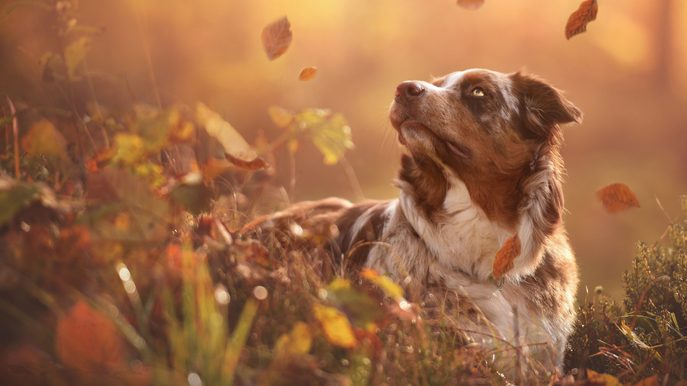 Cozy Fall Accessories for Pets: Adding Warmth and Comfort to the Season