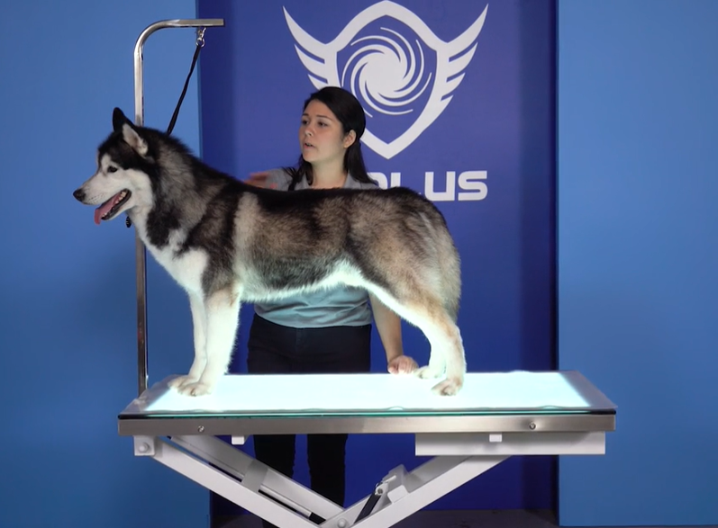 Aeolus LED Electric Lift Grooming Table-Grooming Tables-Pet's Choice Supply
