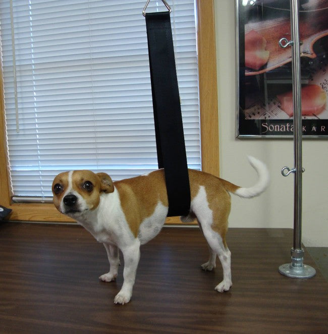 ZZProGroom Support Pet Strap-Pet's Choice Supply
