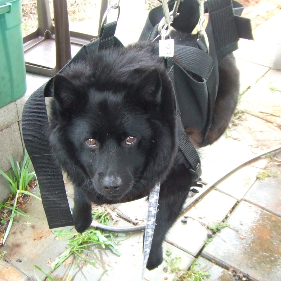 ProGroom Pet Support Sling, XSmall-Pet's Choice Supply