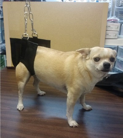 ProGroom Chain & Snap-Pet's Choice Supply