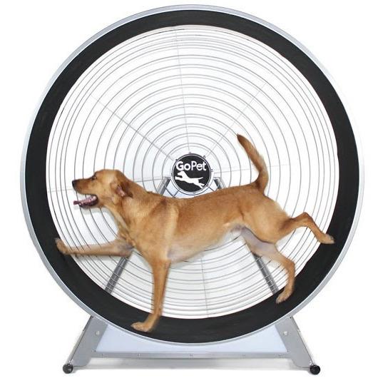 http://petschoicesupply.com/cdn/shop/products/treadwheels-gopet-cs6020-indoor-outdoor-treadwheel-for-medium-and-large-dogs-similar-to-treadmill-1.jpg?v=1694720617