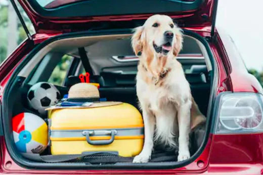 Holiday Pet Travel and Safety Tips.