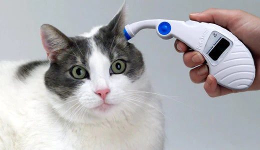 Which Thermometer Should I Use? Tips (and Science) for Measuring Your Pet's Temperature