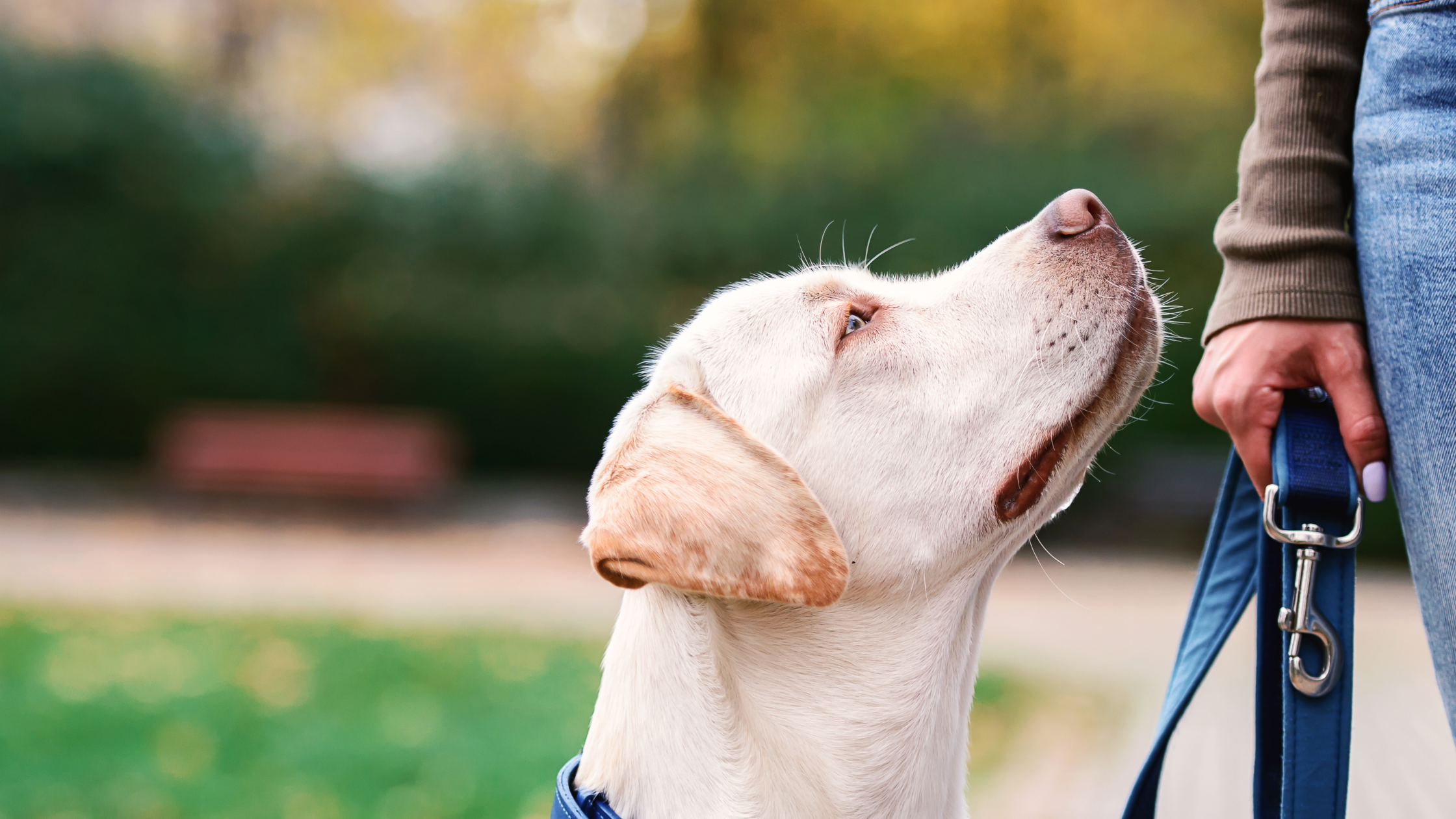 How Dog Training E-Collars Can Support Positive Behavior Training