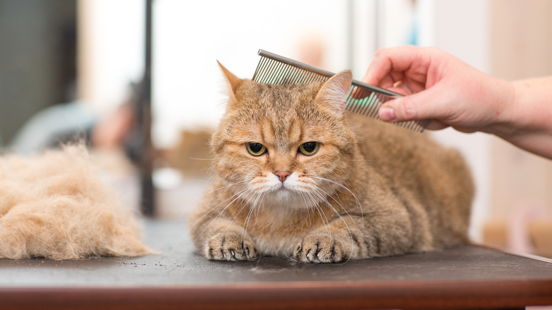 A Step-by-Step Guide to Cat Grooming: Keeping Your Feline Friend Purrfectly Groomed