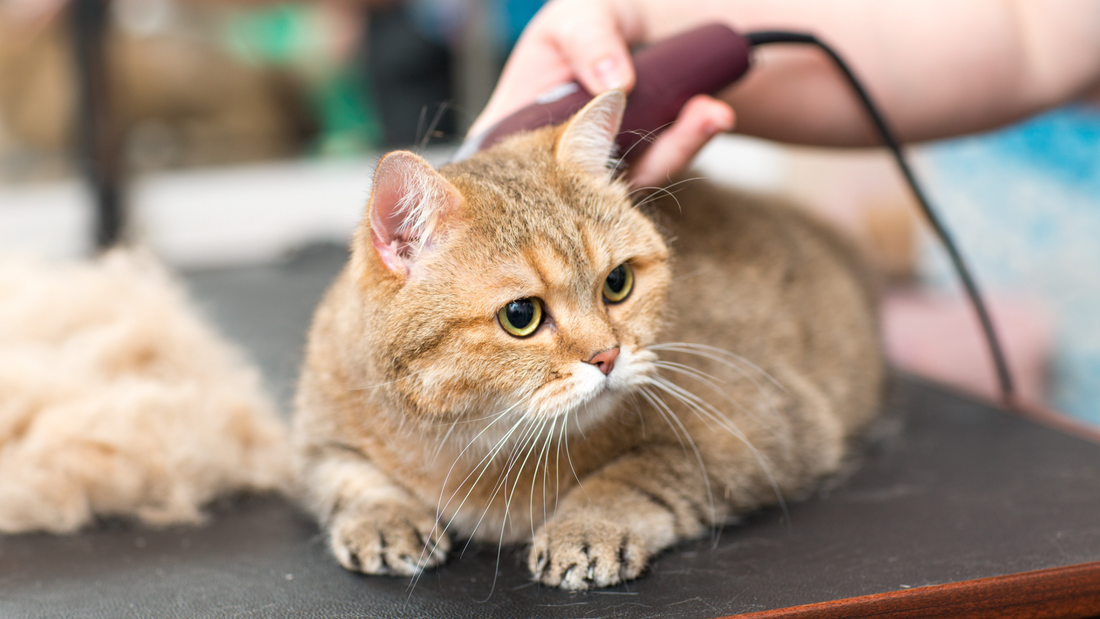The Benefits of Regular Grooming for Dogs and Cats: A Complete Guide