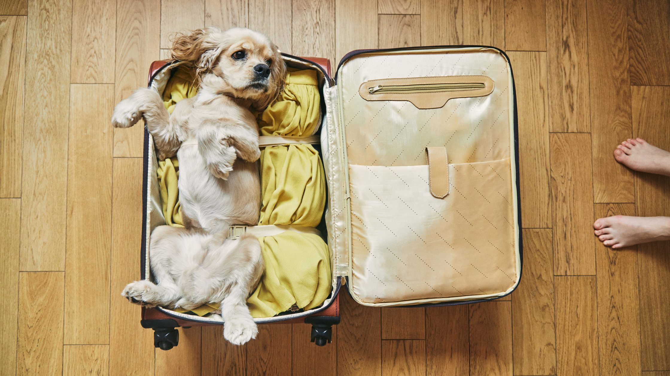 A Comprehensive Guide to Traveling with Pets