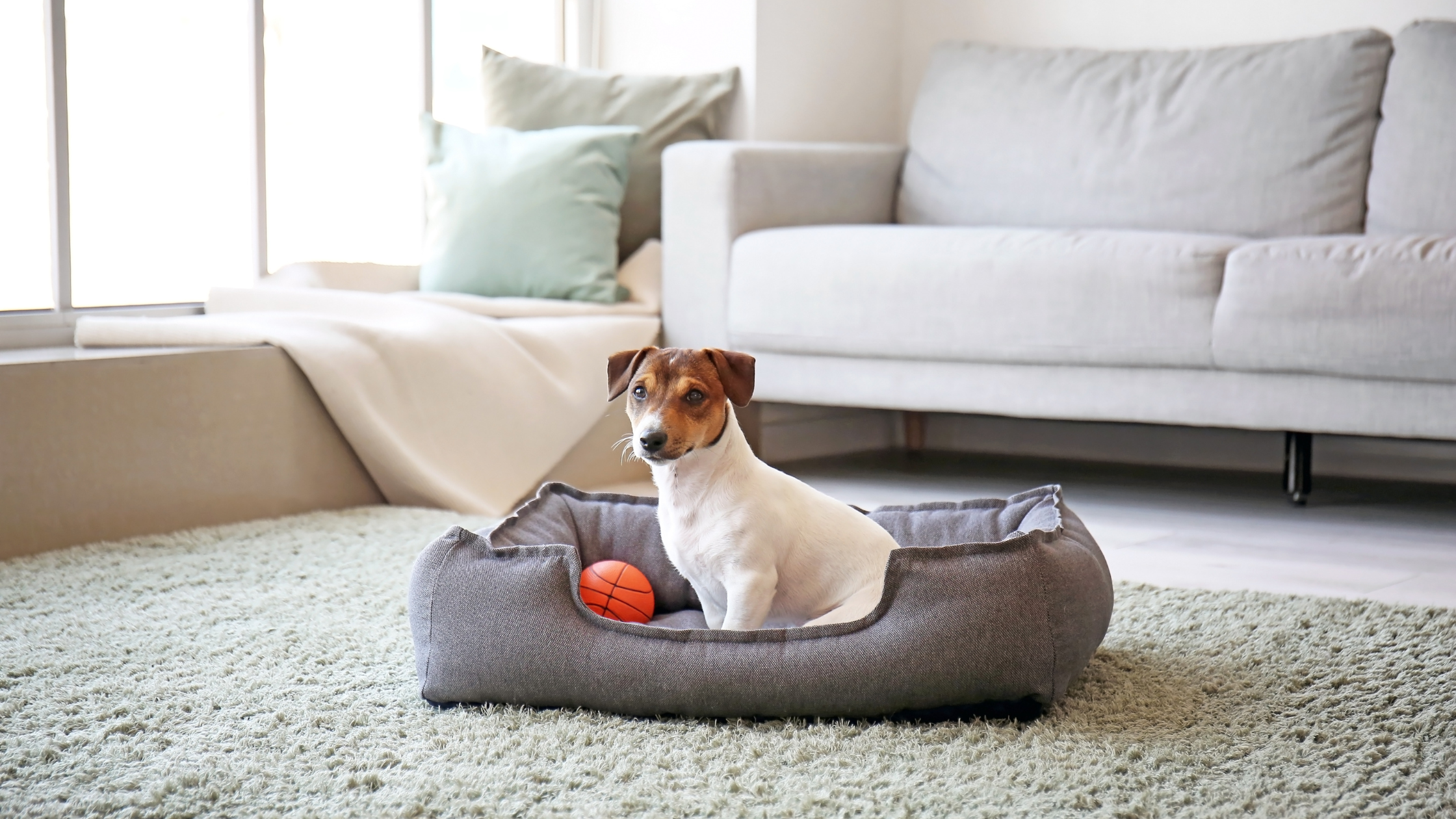 Pet-Friendly Home Design: Trends for 2024