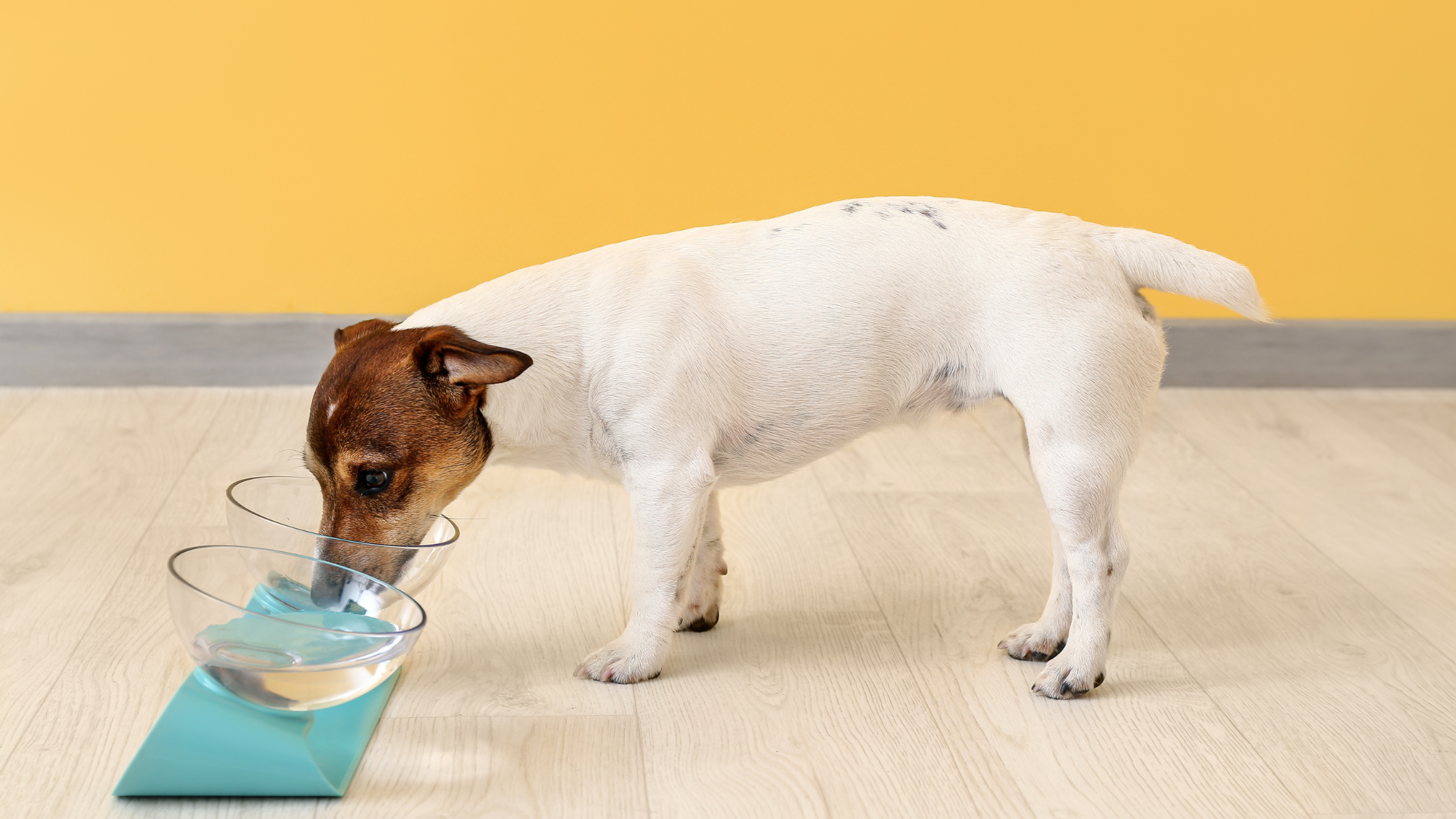The Untold Benefits of Elevated Pet Feeders: A Must-Have for Pet Health and Comfort