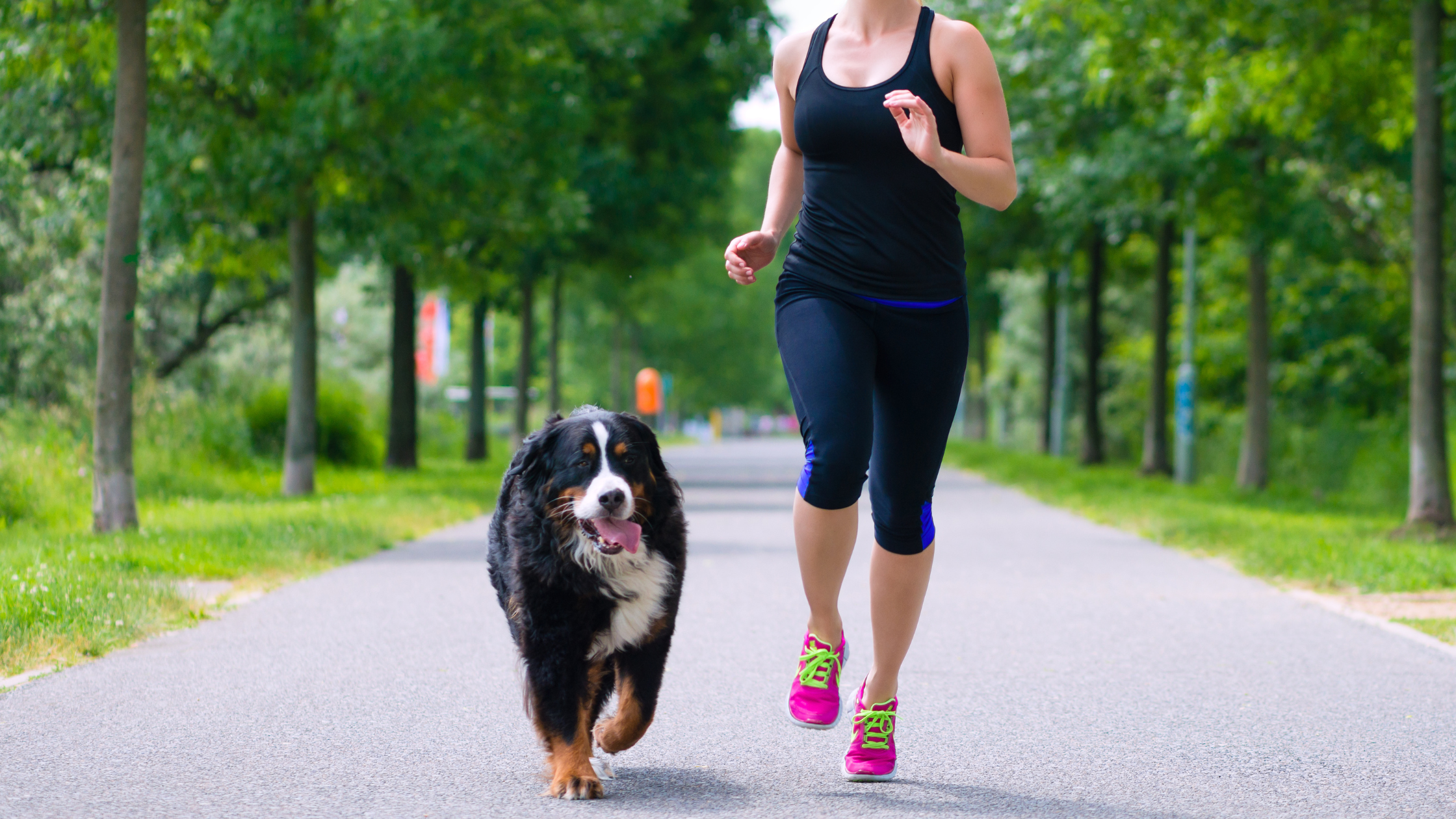 The Benefits of Regular Exercise for Pets and How to Keep Them Active