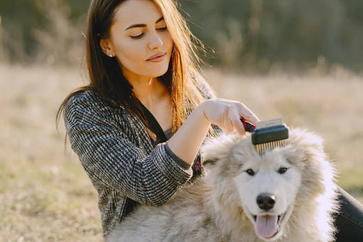 Don't Just Brush Your Dog's Coat, Love It!