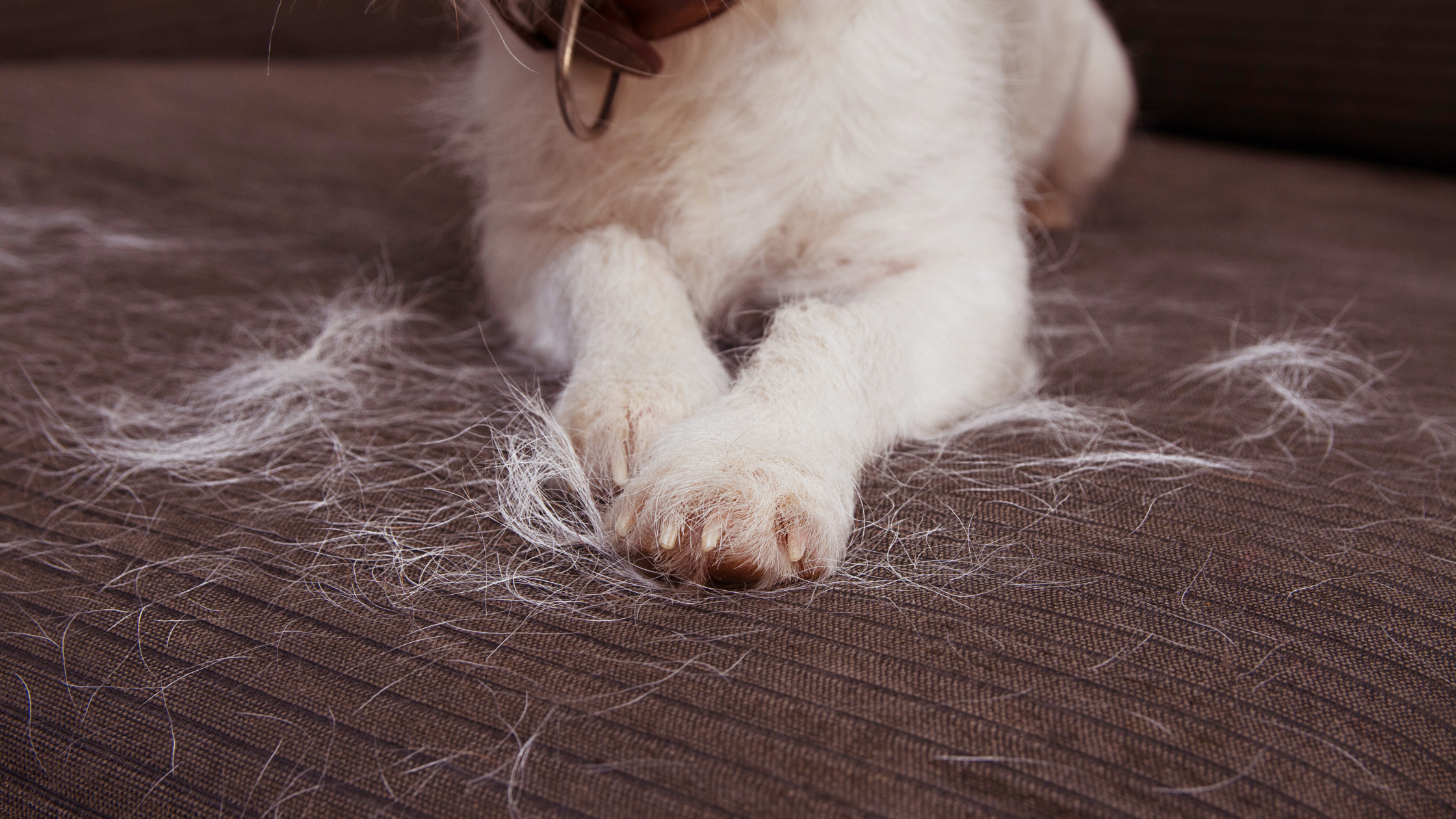 Demystifying Shedding: How to Manage Excessive Fur in Dogs and Cats