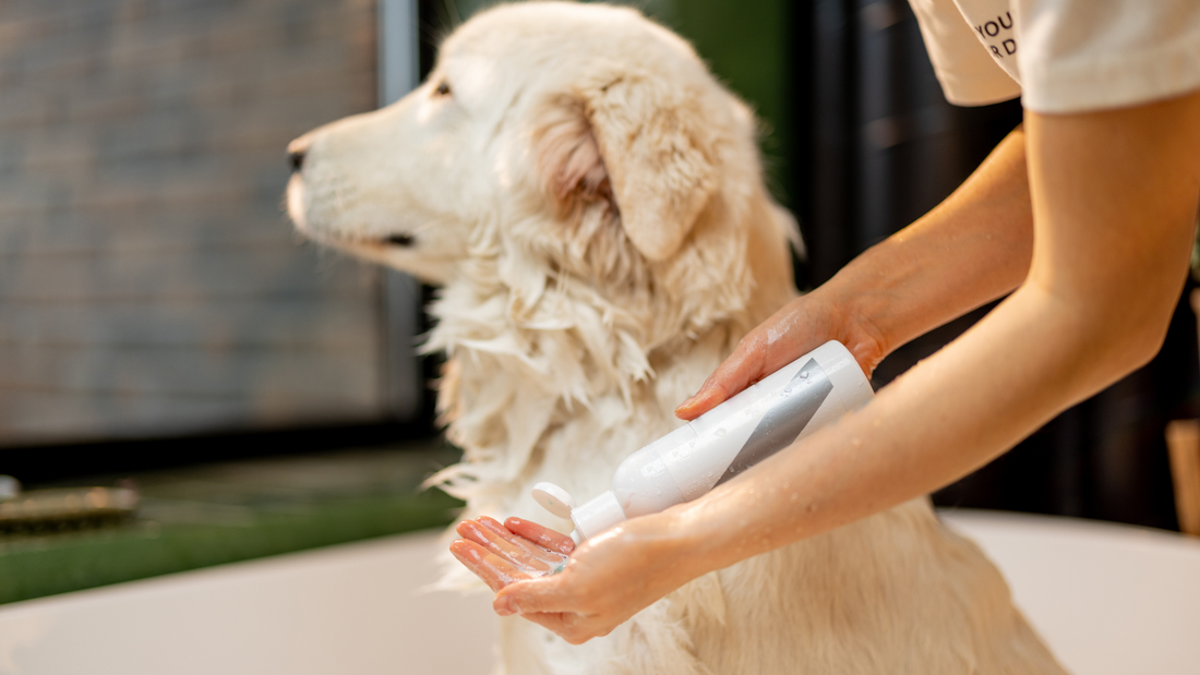 Choosing the Right Shampoo for Your Pet