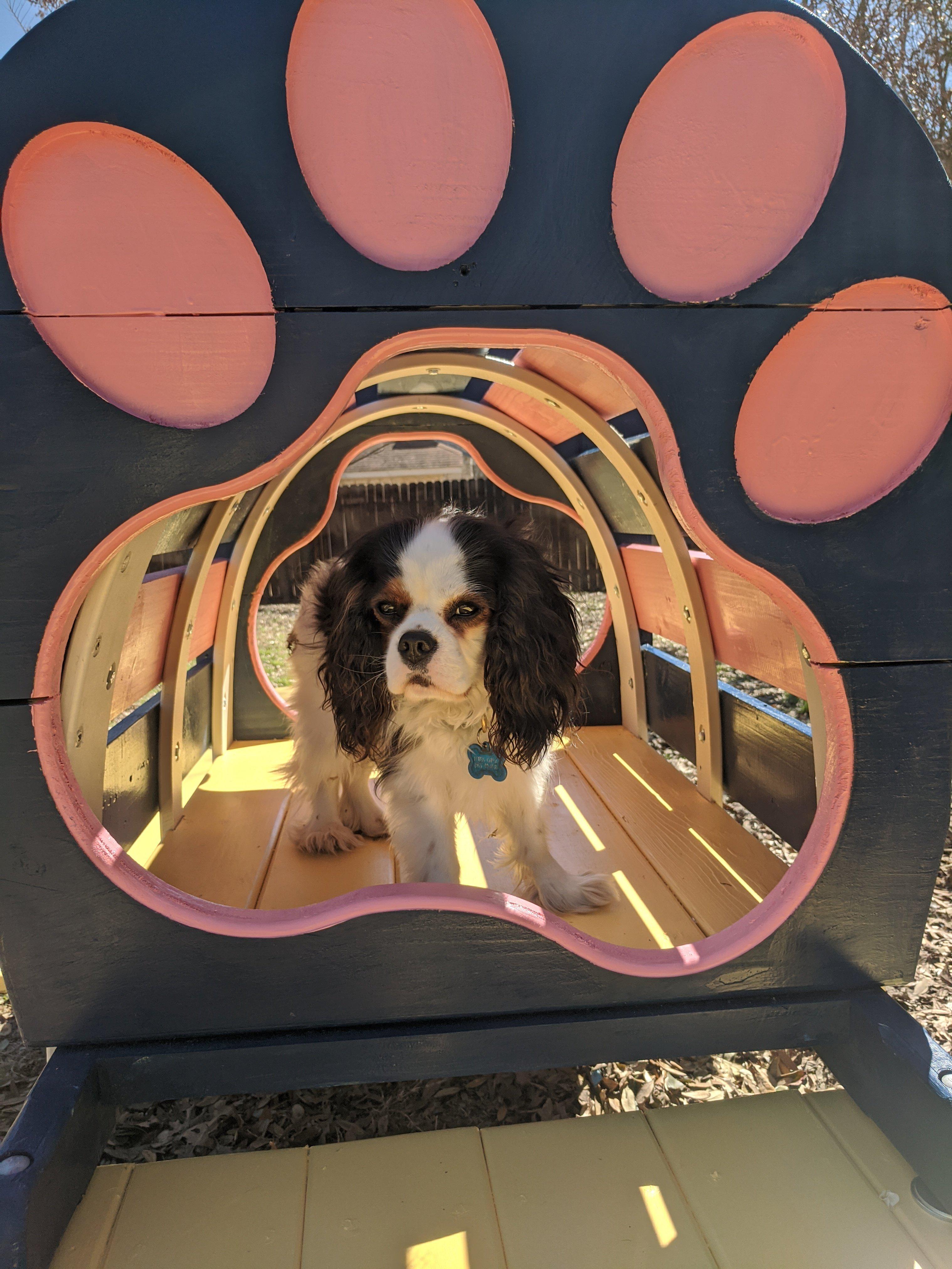 Puppy Scapes Double Platform with Tunnel