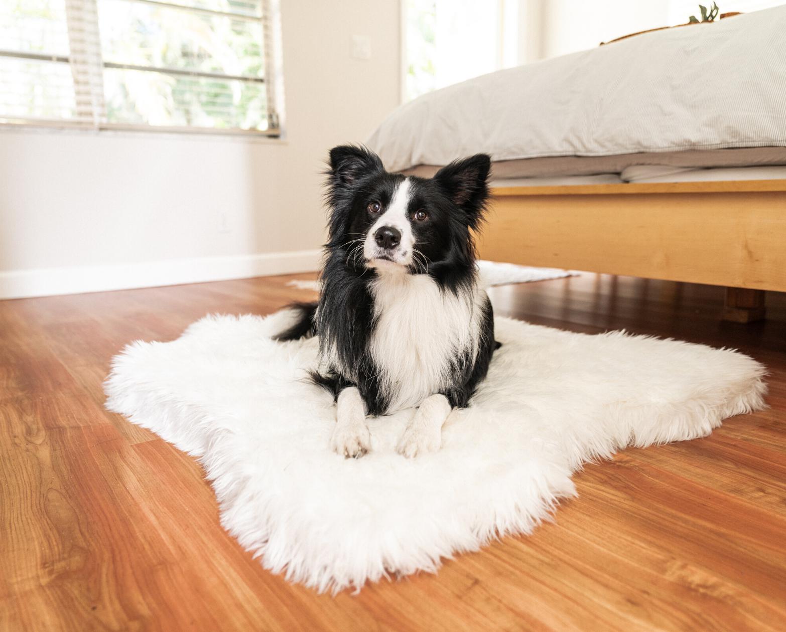 Paw Brands PupRug™ Animal Print Memory Foam Dog Bed