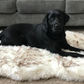 Paw Brands PupRug™ Faux Fur Orthopedic Dog Bed-Dog Bed-Pet's Choice Supply