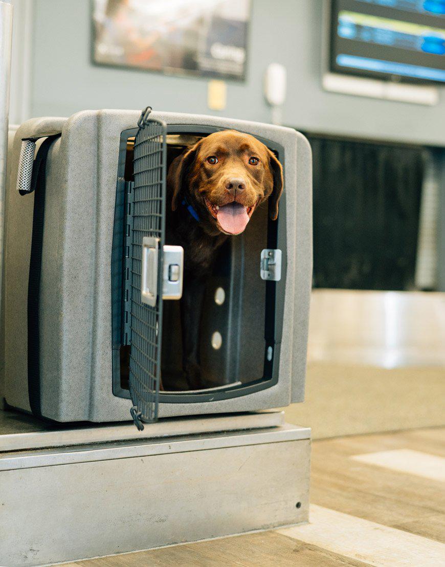 Dakota 283 Kennebec Jet Stream Airline Kennel - Airline Approved Dog Crate Kennel-Dog Travel Kennel-Pet's Choice Supply