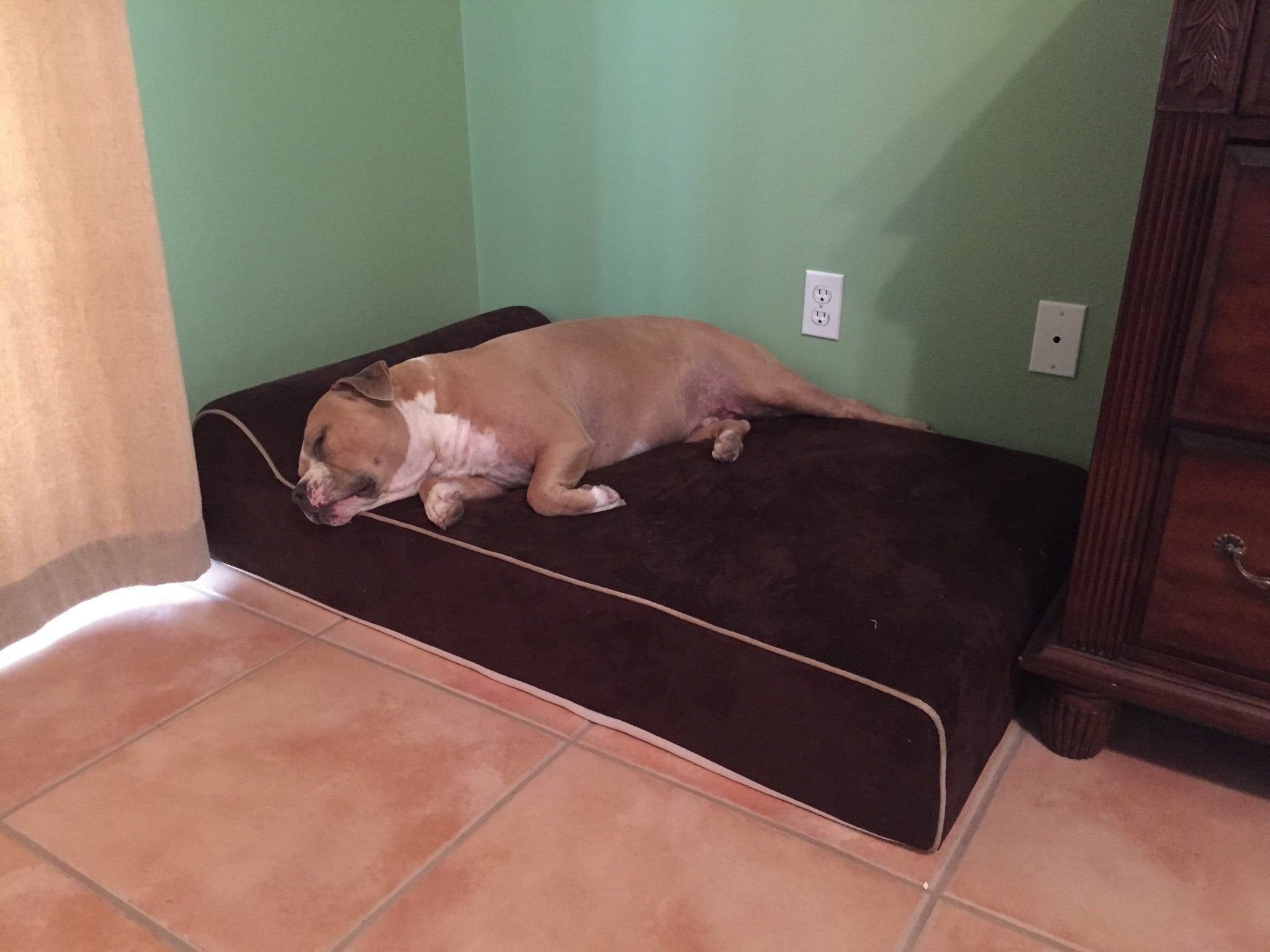 Bully dog bed best sale