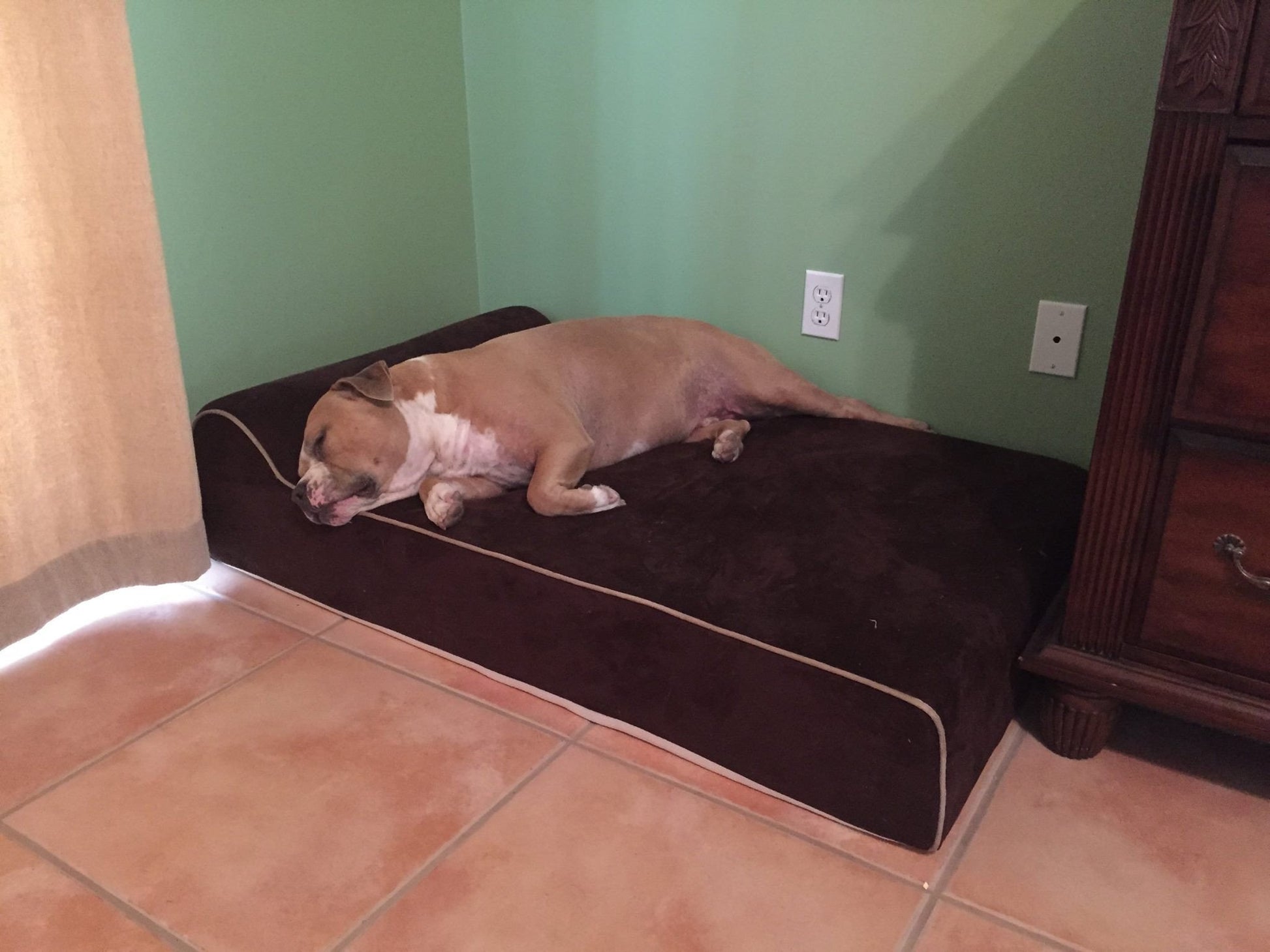 Bully Bed Orthopedic, Washable & Waterproof Big Dog Beds-Dog Bed-Pet's Choice Supply