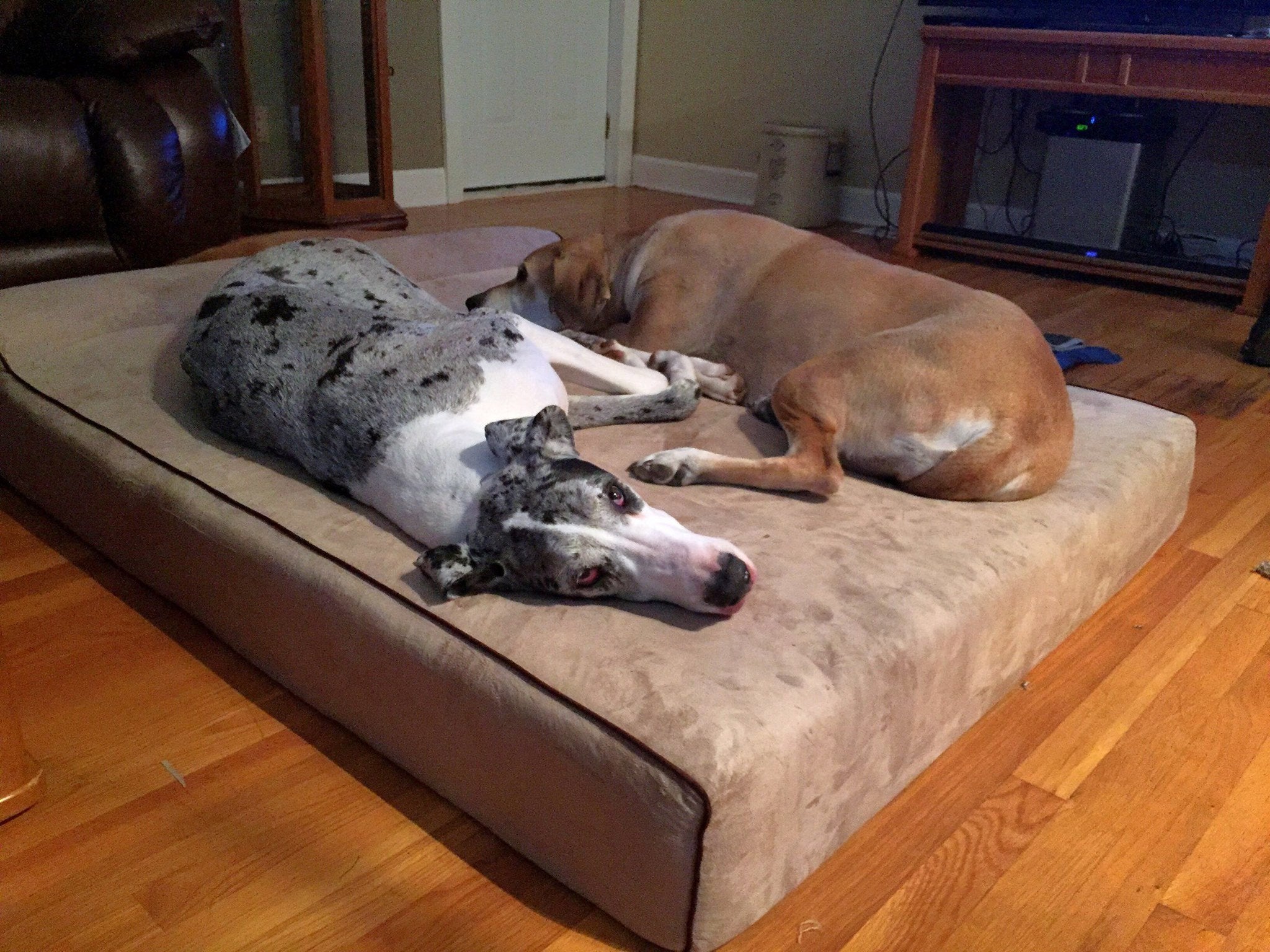 Best bed for great dane best sale