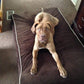 Bully Bed Orthopedic, Washable & Waterproof Big Dog Beds-Dog Bed-Pet's Choice Supply