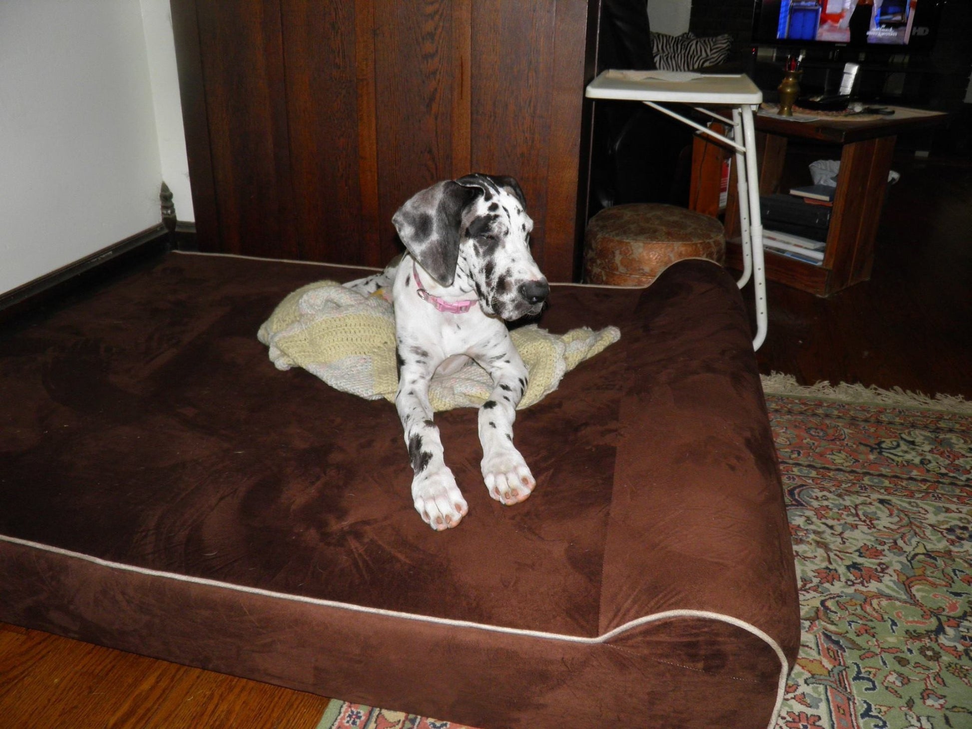 Bully Bed Orthopedic, Washable & Waterproof Big Dog Beds-Dog Bed-Pet's Choice Supply