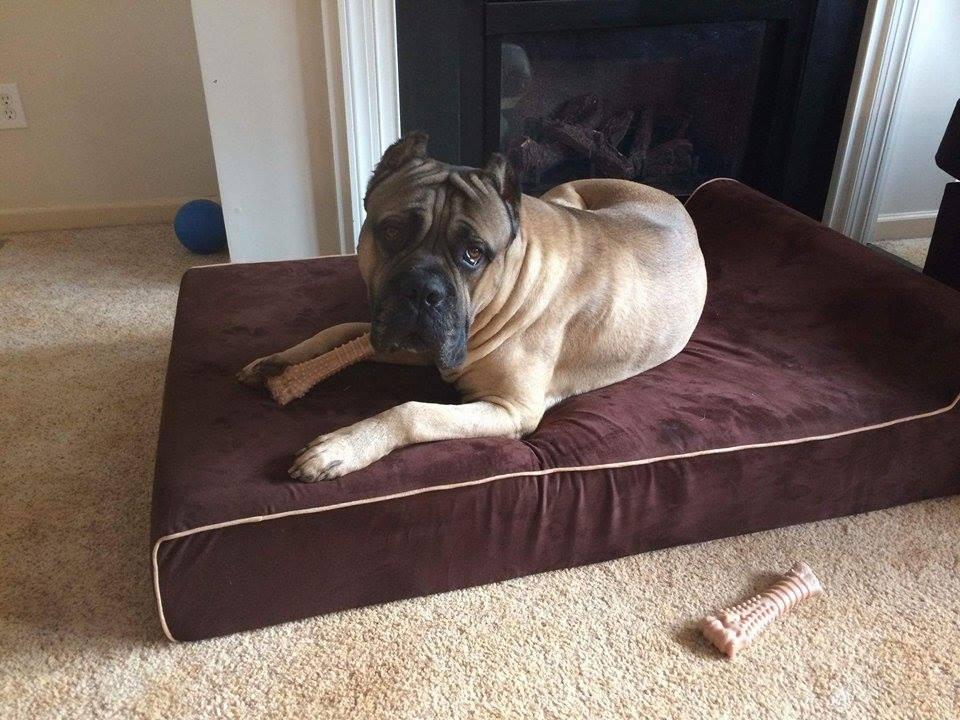 Bully Bed Orthopedic, Washable & Waterproof Big Dog Beds-Dog Bed-Pet's Choice Supply