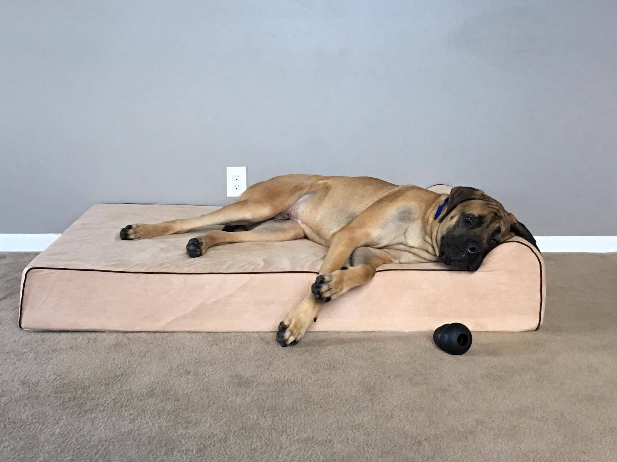 Bully dog outlet bed