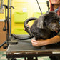 Metrovac Air Force MASTER Blaster Multi-Speed Dog & Pet Dryer-Dryers-Pet's Choice Supply