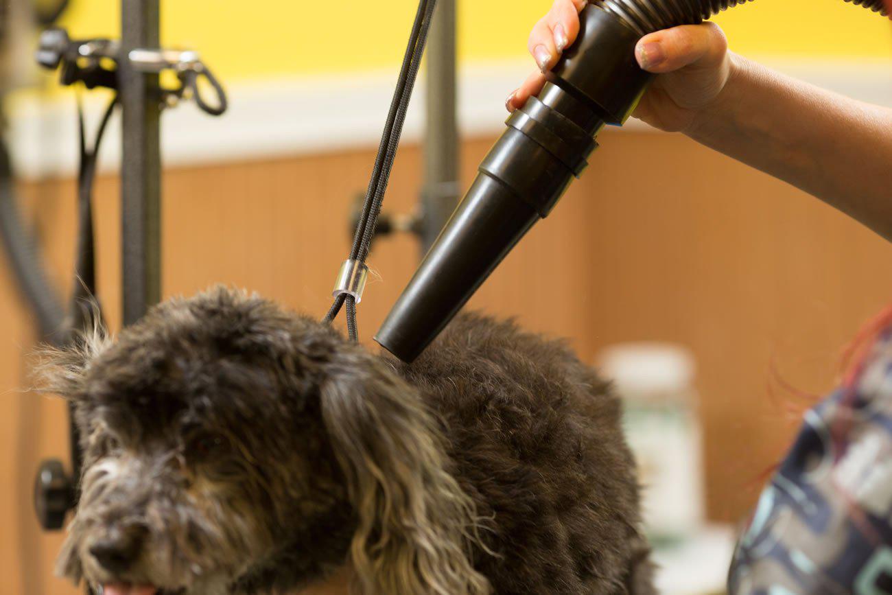 Metrovac Air Force MASTER Blaster Multi-Speed Dog & Pet Dryer-Dryers-Pet's Choice Supply