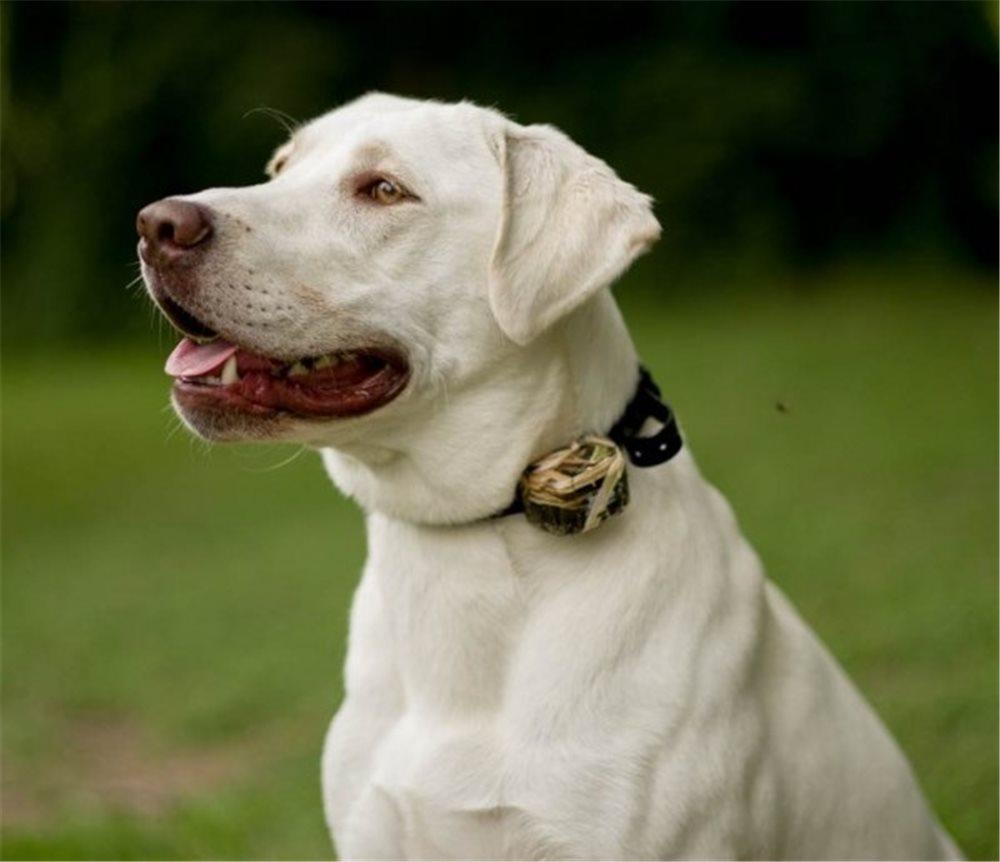 D.T. Systems Master Retriever Extra Collar MR1100 Add On Collar-Dog Training Collars-Pet's Choice Supply