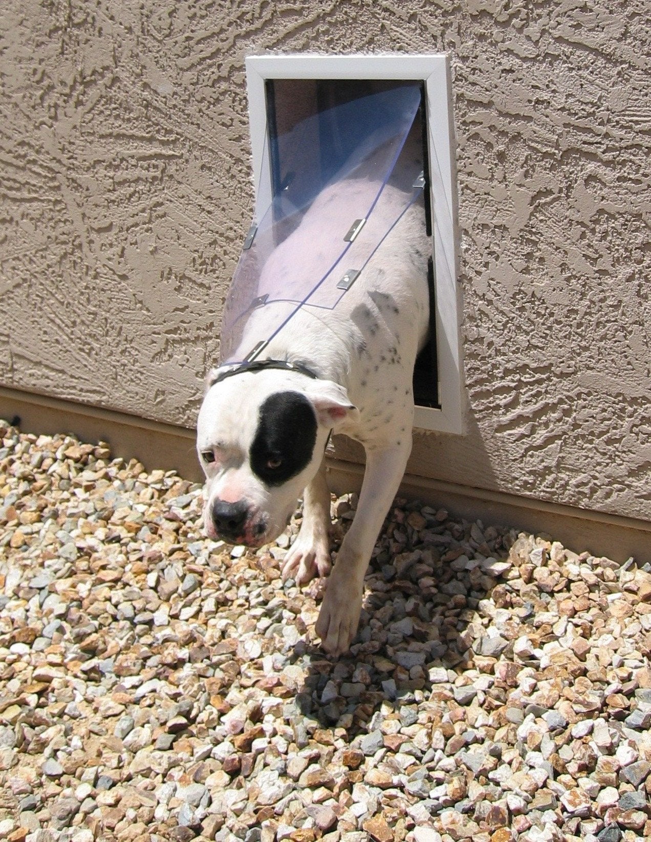 Wall mount dog door on sale
