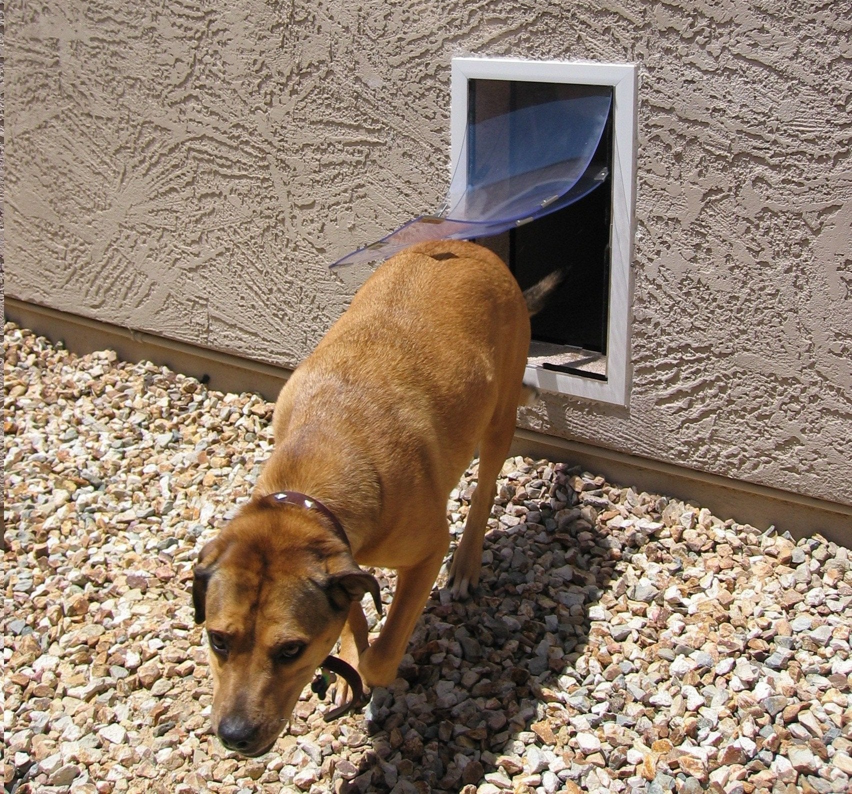 Xl dog door wall mount 2025
