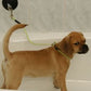 ProGuard Stay N Wash Choker w/Snap & Suction Cup-Pet's Choice Supply